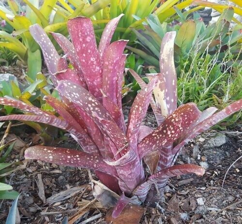 Bilbergia Amoena Viridis