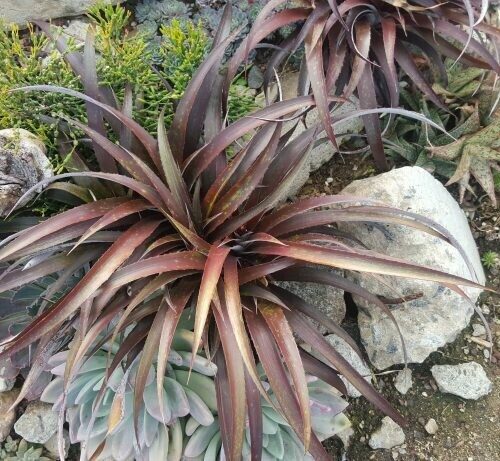 Cryptobergia ‘Red Burst Sun’