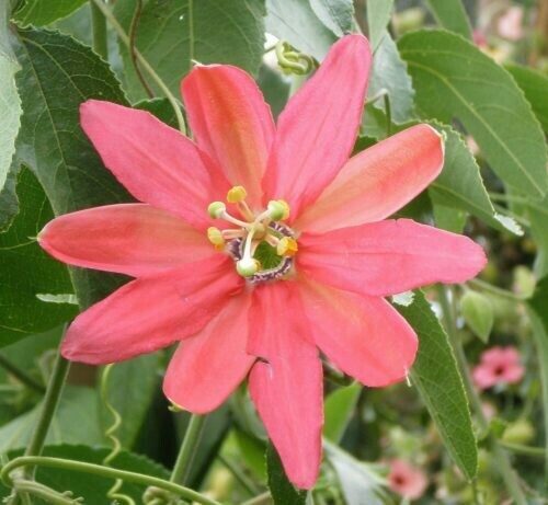 Passiflora Jamesonii