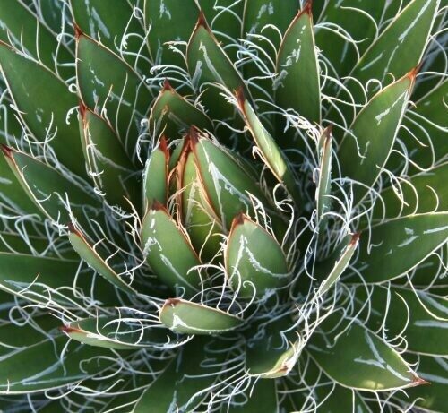 Agave Filifera