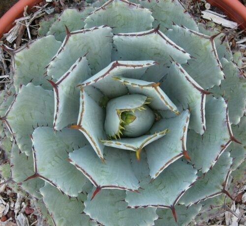 Agave Potatorum ‘Kichiokan’