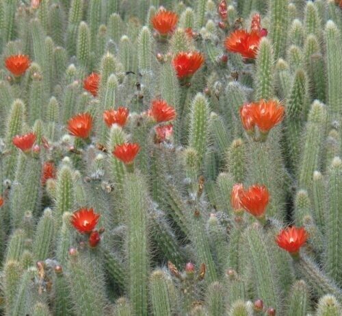 Corryocactus Erectus