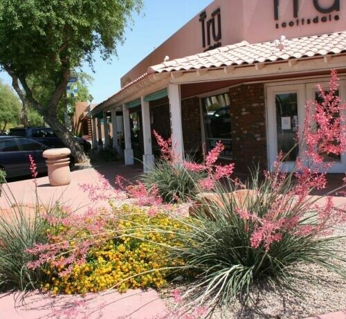 Hesperaloe Parviflora