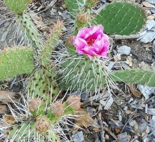 Opuntia ‘Fiesta’