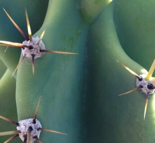 Cereus Peruvianus Variety ‘Monstrosa’