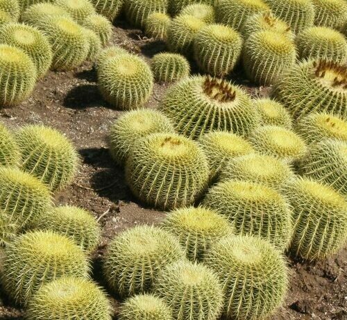 Echinocactus Grusonii