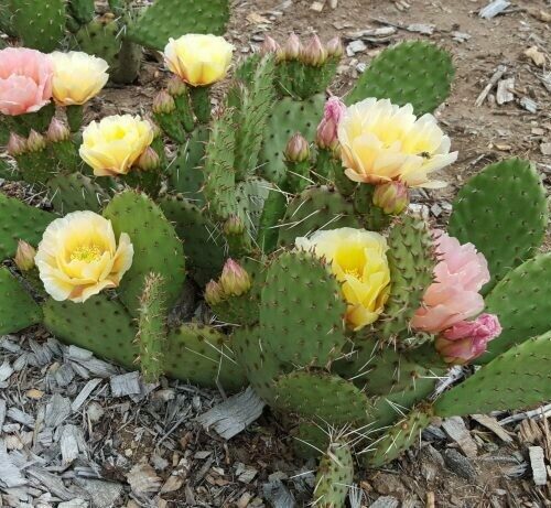 Opuntia ‘Pina Colada’