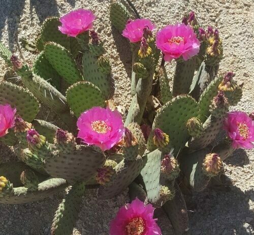Opuntia Aurea 'Coomb's Winter Glow'