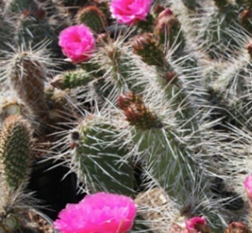 Opuntia Erinaceae