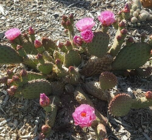 Opuntia hyb ‘Saucey’