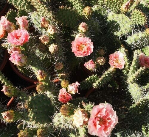 Opuntia Rhodantha 'Grand Mesa Peach'