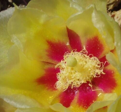 Opuntia Macrocentra