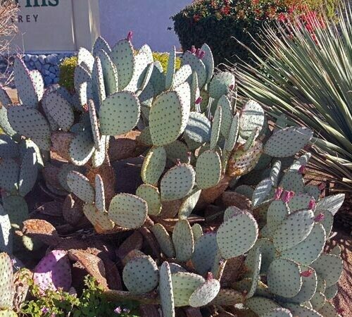 Opuntia hyb. 'Señorita'