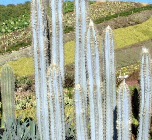 Pilosocereus Pachycladus