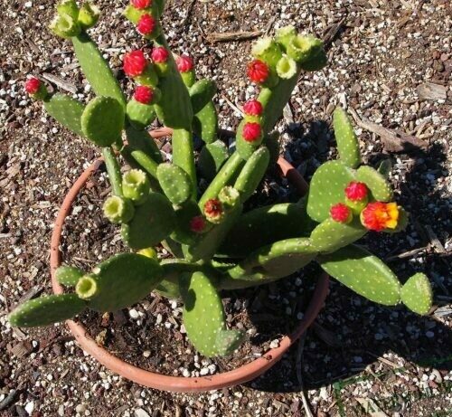 Tacinga inamoena ‘Marlon’s Dwarf’