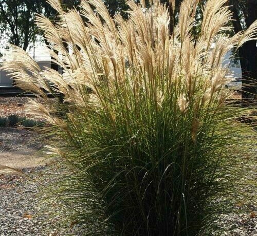 'Sentinel' Maiden Grass