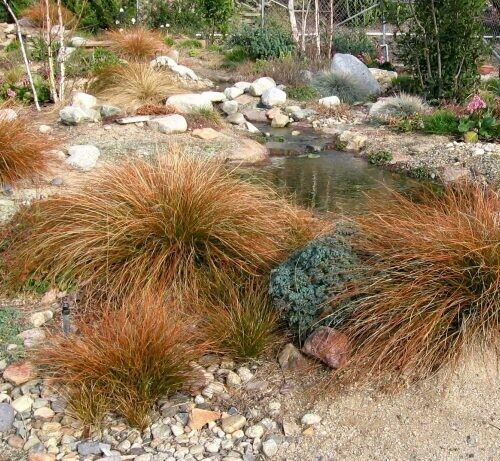 Carex testacea diversifolia