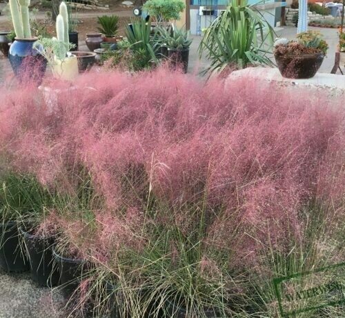 Muhlenbergia capillaris