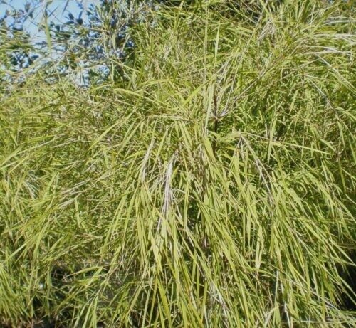 Mexican Weeping Bamboo