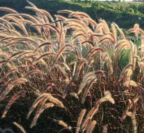 Red Fountain Grass