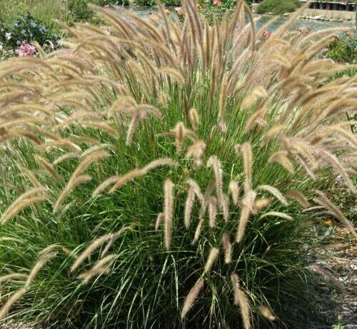 Sterile Green Fountain Grass