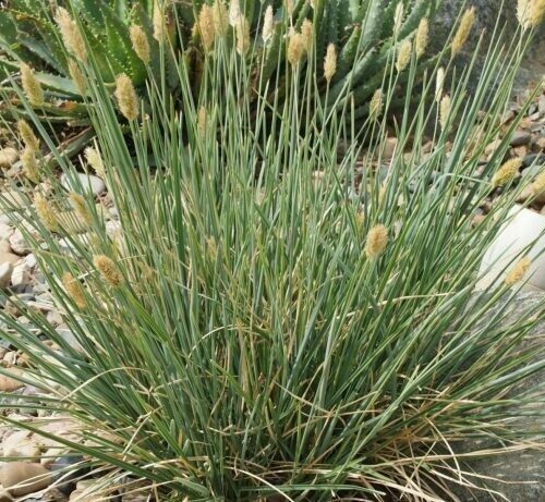 Blue Bristle Grass