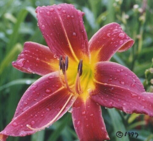 Hemerocallis Deep Wine