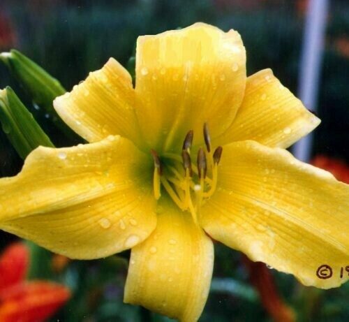 Daylily Premium Lemon Yellow