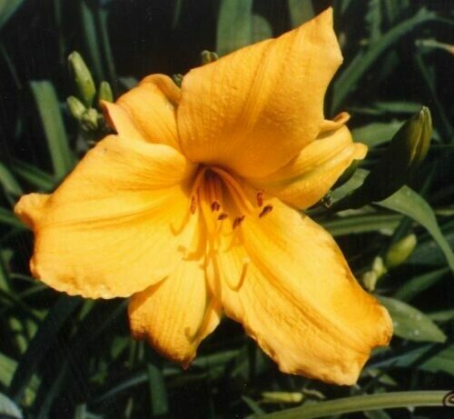 Daylily Sun Twist