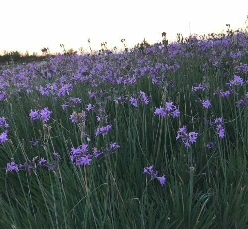 Tulbaghia Violacea