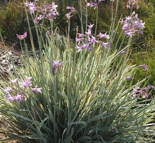 Tulbaghia Violacea Variegata