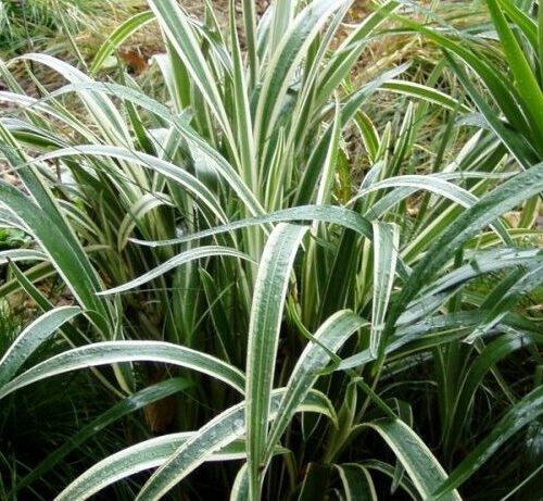Dianella tasmanica variegata