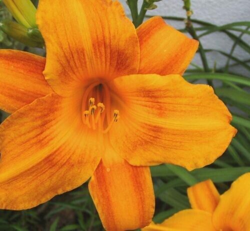 Hemerocallis Bell Orange