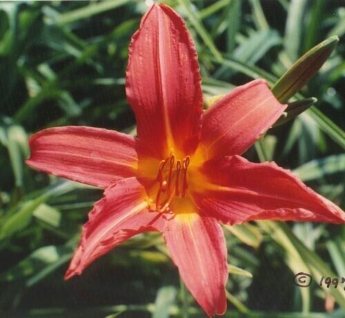 Hemerocallis Cardinal Spokes