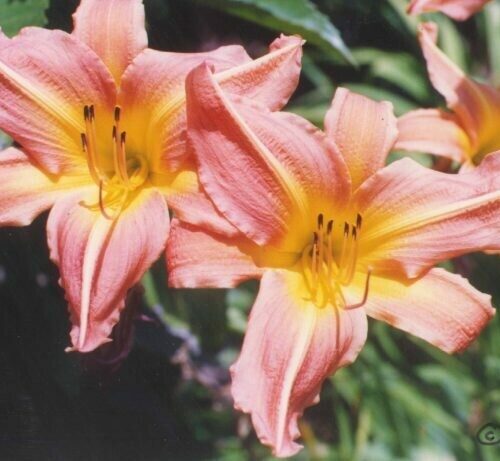 Daylily - Peachy Keen