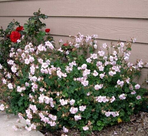 Geranium cantabridgensis ‘Biokovo’