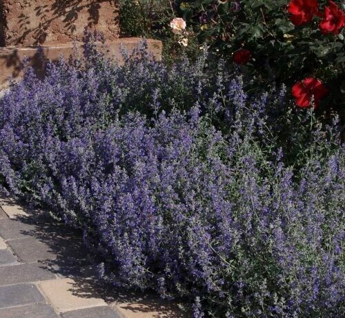Nepeta Cataria