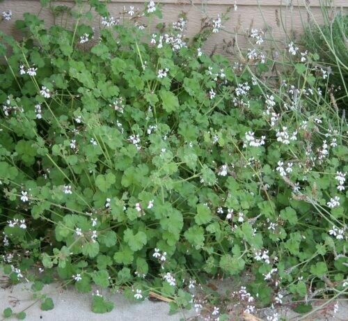 Pelargonium Fragrans