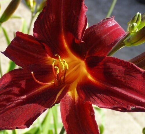 Hemerocallis Black Suave