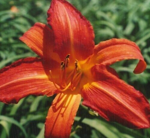 Daylily Huge Hot Red