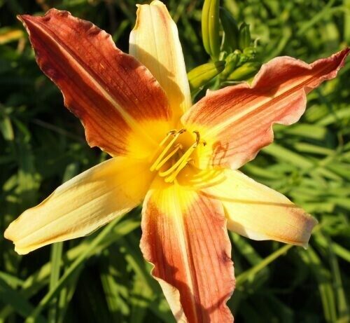 Daylily- Petal Pusher