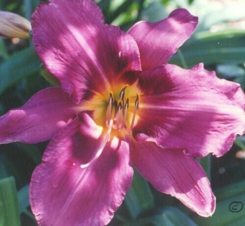 Daylily Russian Rhapsody