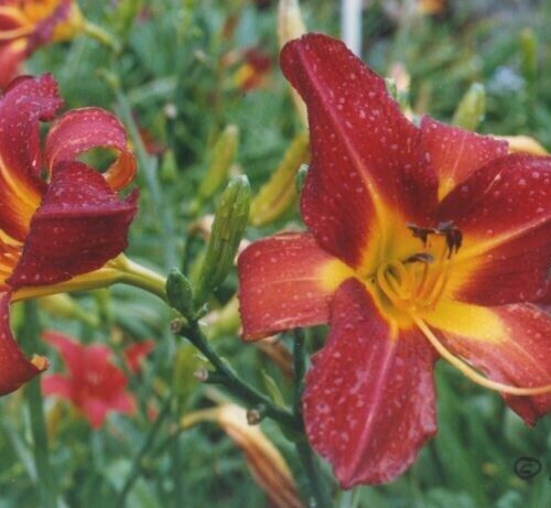 Daylily Velvet Red