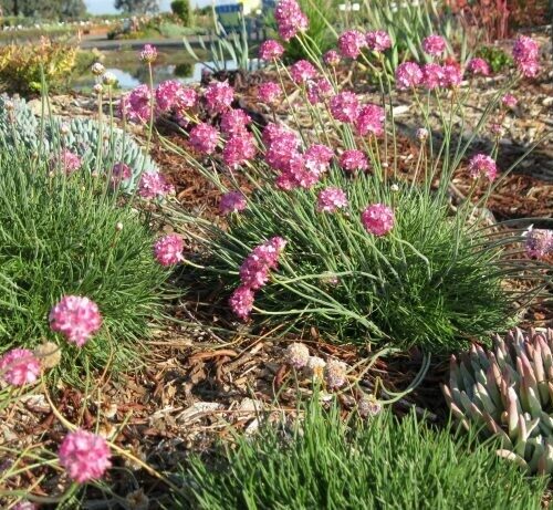 Armeria sp.