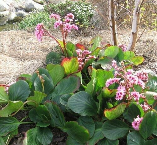 Bergenia Crassifolia Compacta Dwarf
