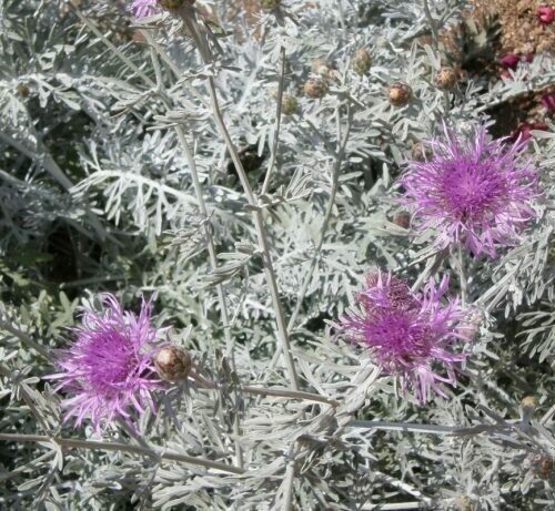Centaurea gymnocarpa ‘Purple Bush Dusty Miller’