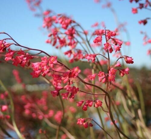 Heuchera Sanguinea