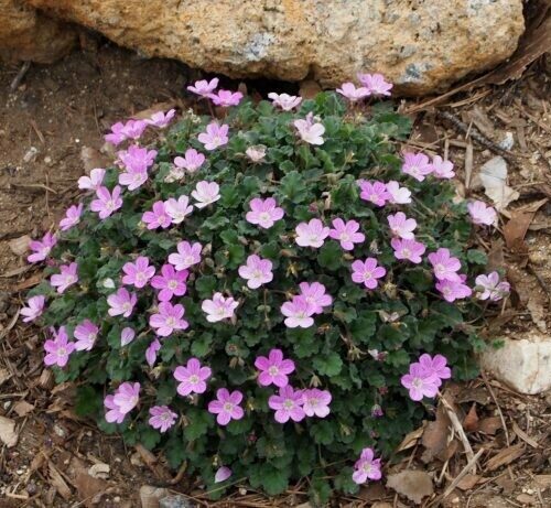 Erodium Chamaedryoides