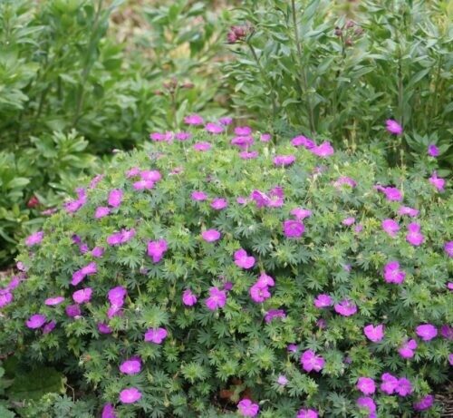 Geranium Sanguineum