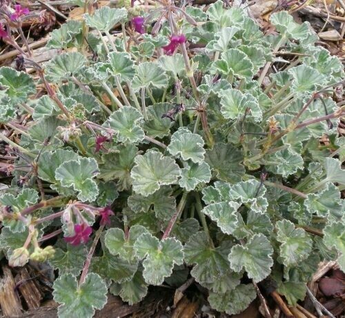 Pelargonium Sidioides